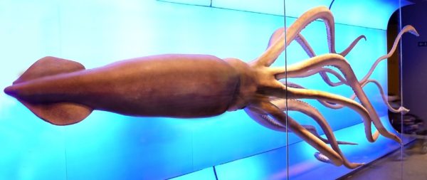 Огромный кальмар в национальном музее естествознания в Мадриде
